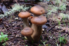 Armillaria sinapina image