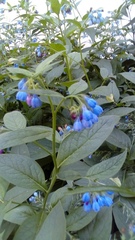 Symphytum caucasicum