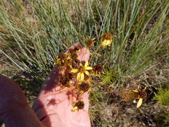 Dysodiopsis tagetoides