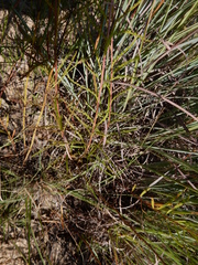 Dysodiopsis tagetoides