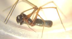 Microlinyphia pusilla