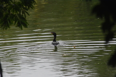 Nannopterum brasilianum
