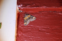 Dysstroma hersiliata