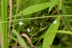 Campanula aparinoides