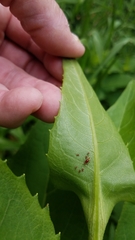 Uroleucon rudbeckiae