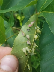 Caryomyia caryaecola