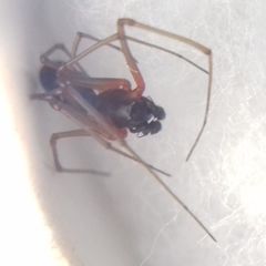 Microlinyphia pusilla