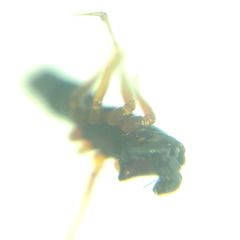 Microlinyphia pusilla