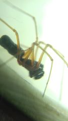 Microlinyphia pusilla