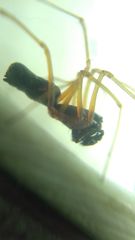 Microlinyphia pusilla