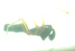 Microlinyphia pusilla