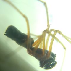 Microlinyphia pusilla