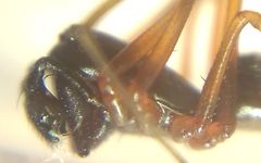 Microlinyphia pusilla