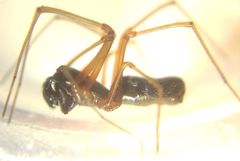 Microlinyphia pusilla