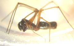 Microlinyphia pusilla