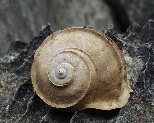 Cuvier Tropid Snail