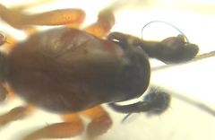 Microlinyphia pusilla