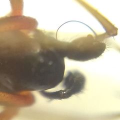 Microlinyphia pusilla