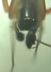 Microlinyphia pusilla