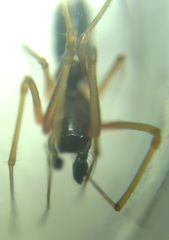 Microlinyphia pusilla