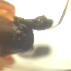 Microlinyphia pusilla