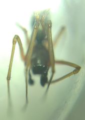 Microlinyphia pusilla