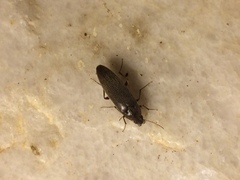 Synchroa punctata