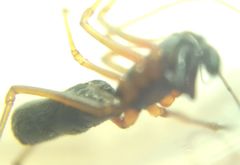 Microlinyphia pusilla