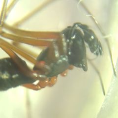 Microlinyphia pusilla