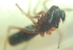 Microlinyphia pusilla