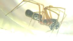 Microlinyphia pusilla