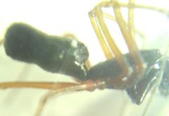 Microlinyphia pusilla