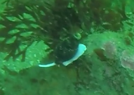Mitridae