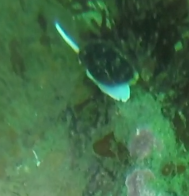 Mitridae