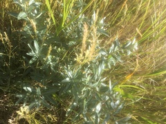 Hippophae rhamnoides