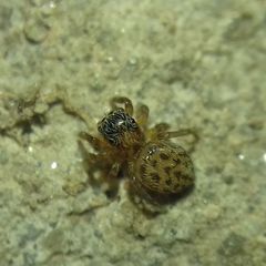 Euophrys