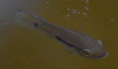 Cichlasoma bimaculatum