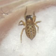 Euophrys