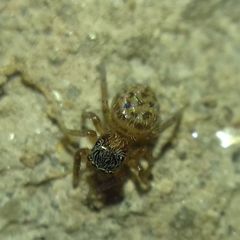 Euophrys