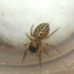 Euophrys