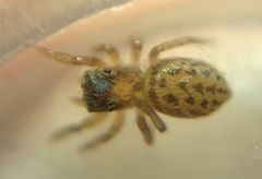 Euophrys