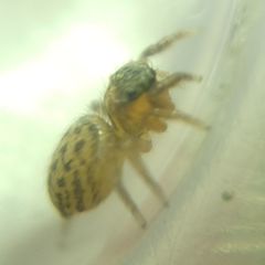 Euophrys