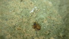 Euophrys