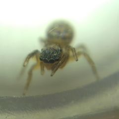 Euophrys