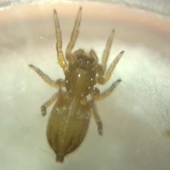 Euophrys