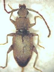 Brontopriscus sinuatus