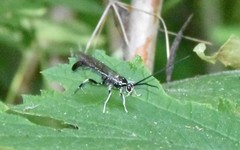 Cratichneumon sublatus