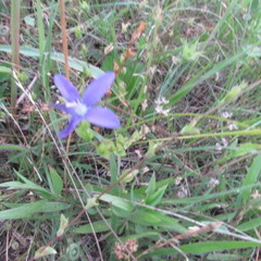 Triodanis perfoliata