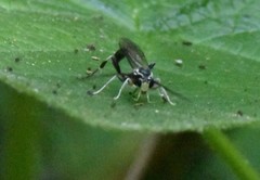 Cratichneumon sublatus