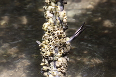 Amphibalanus eburneus